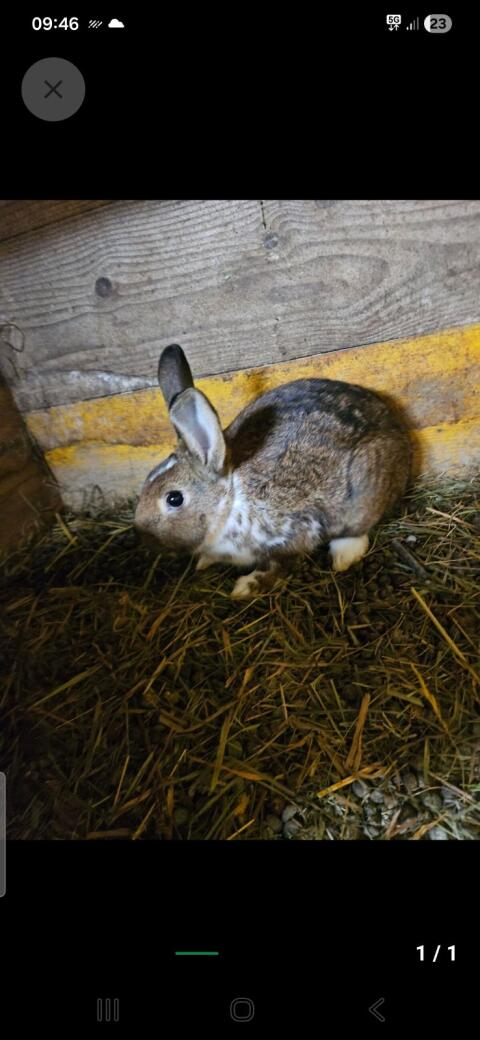 Hasen