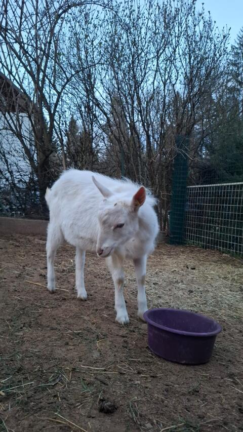 Ziegenbock zu verkaufen!