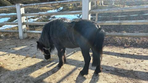 Pony