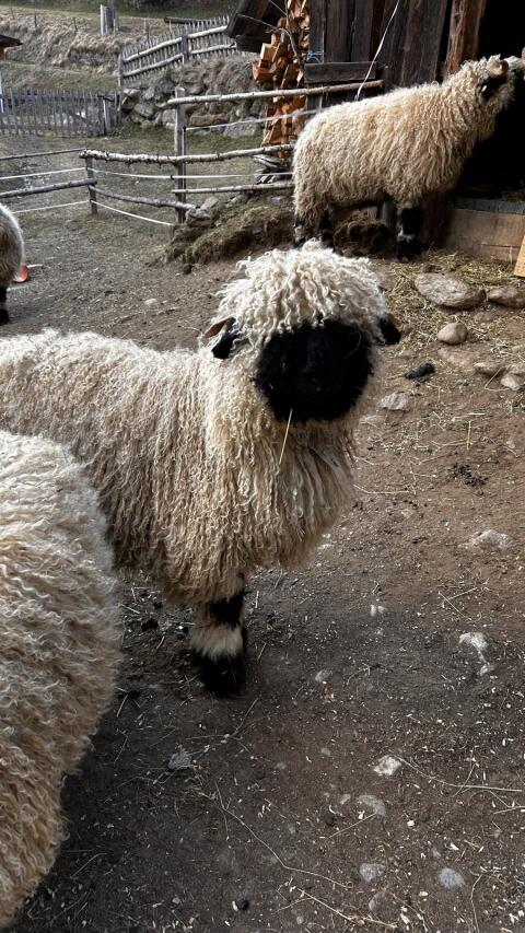 Walliser Schwarznasenschaf Widder