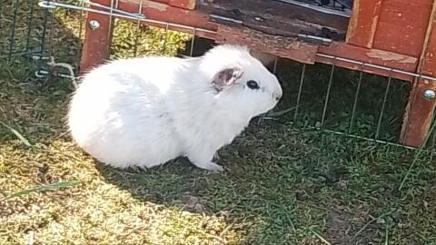 Junge Meerschweinchen-Weibchen