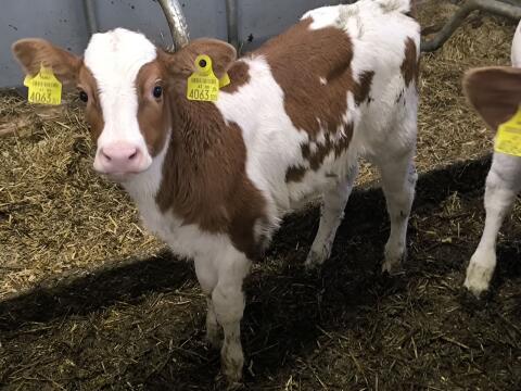 BIO Zuchtkalb RF x FV