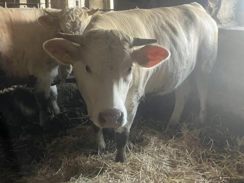 Kärntner Blondvieh Kalbinen