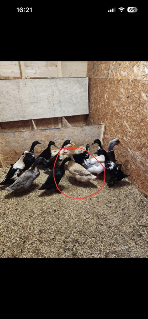 Landente