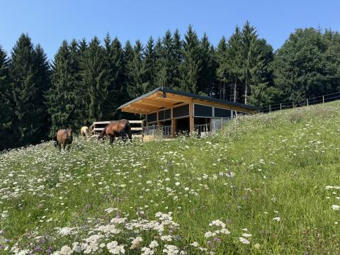 🌟 Pferde-Einstellplatz in traumhafter Natur 🌟