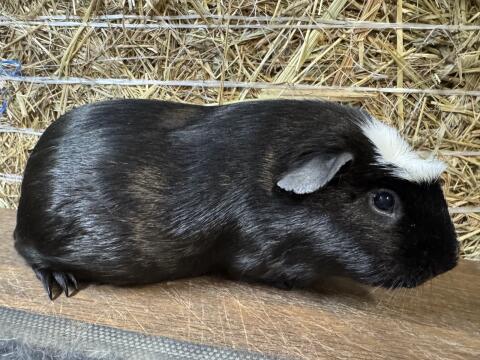 American Crested Meerschweinchen