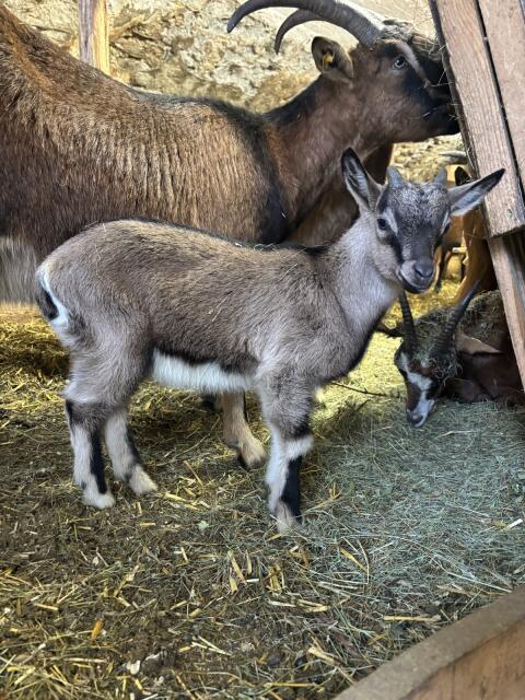 Verkaufe Ziegenbock