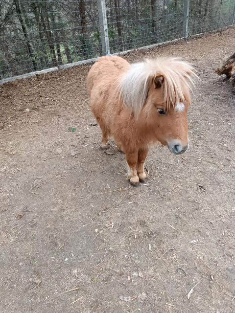 Mini Shetland Pony