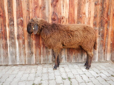 Brauner Bergschafwidder 1b