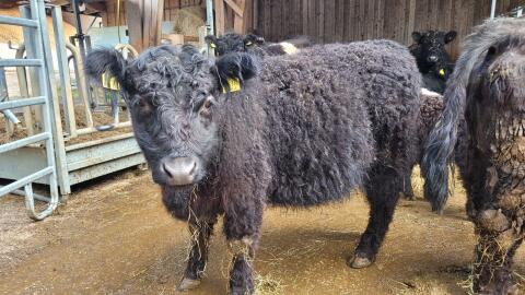 Verkaufe Galloway