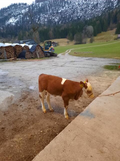 Hornloses BIO FV-Zuchkalb