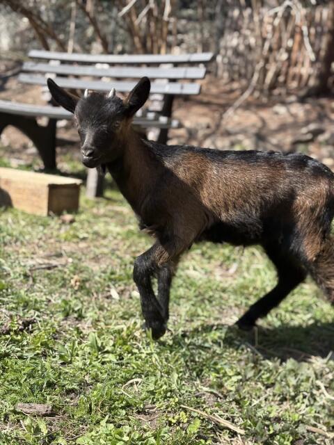 Zwergziege/Zwergziegenbock