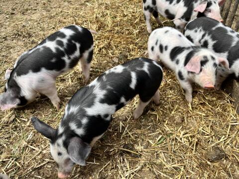 Bunte Bentheimer Ferkel