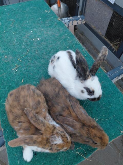 Mix-Kaninchen