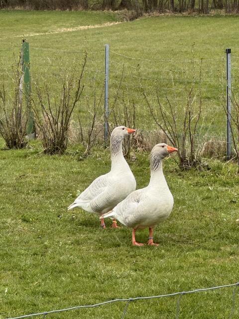 Französische Weidegänse