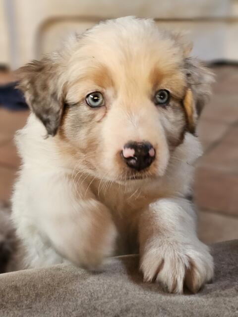Australian Shepherd Welpen Australian Shepherd 8 Wochen