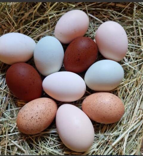 Bruteier von verschiedenen Hühnerrassen