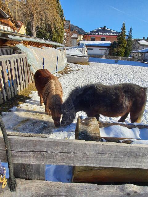 Zwergpony/Mulli
