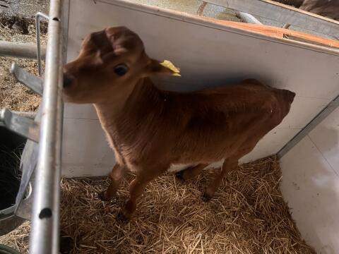 Jersey Kalb