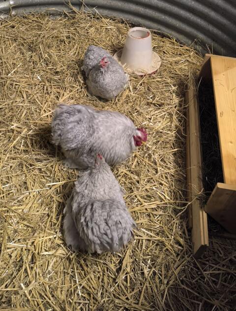 Bruteier Zwerg-Cochin