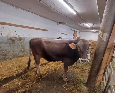 Brown Swiss Stier