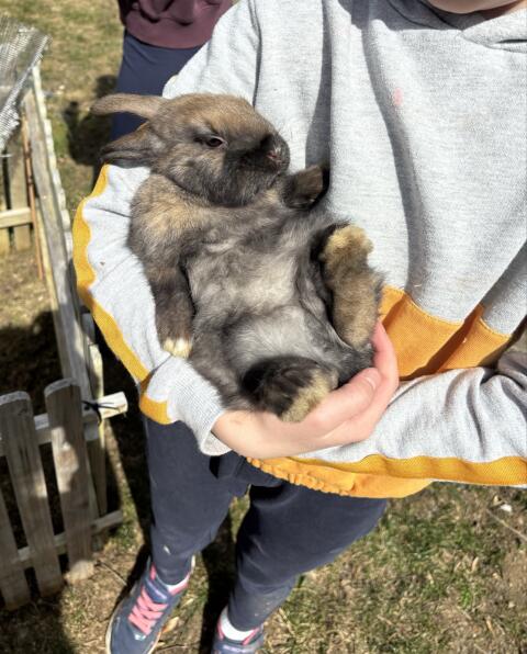 Baby Kaninchen