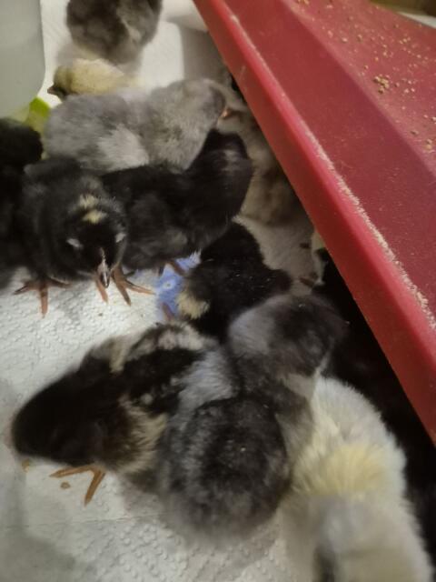 Küken Barnevelder, Marans und Buntleger