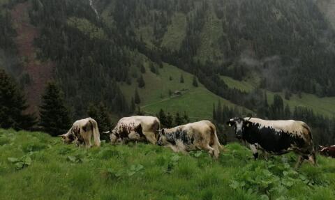 Pustertaler Sprinzen