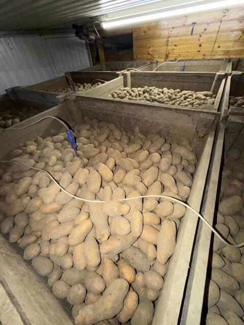 Speisekartoffel, Sorte Ditta, vorwiegend festkochend