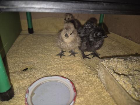 Seidenhühner Küken