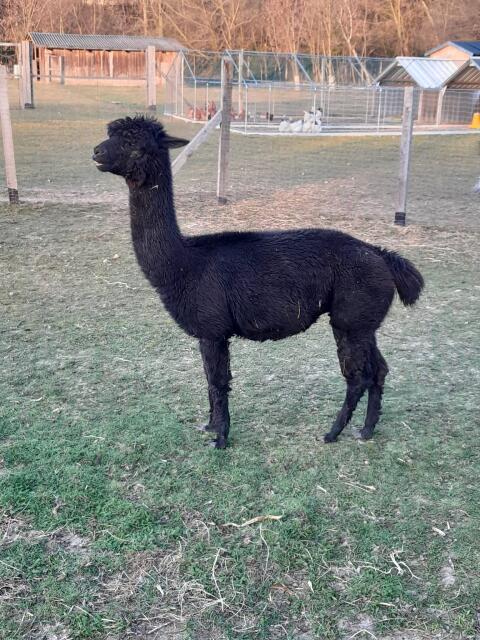 Alpaka Stute Schwarz
