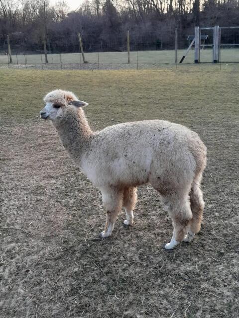 Alpaka Junghengst Beige