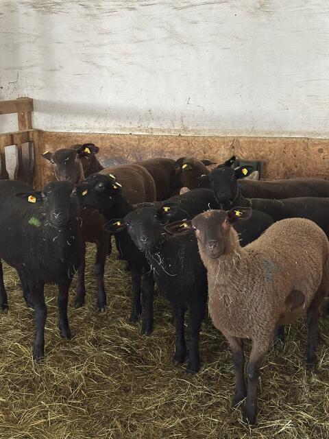 Jura Bio-Zuchtlämmer zu verkaufen