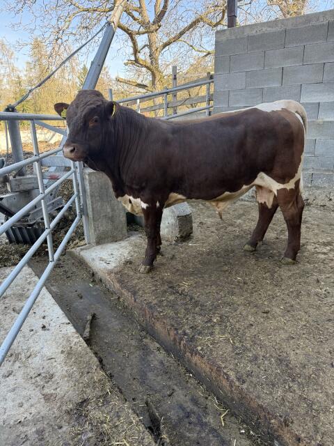 Pinzgauer Stier