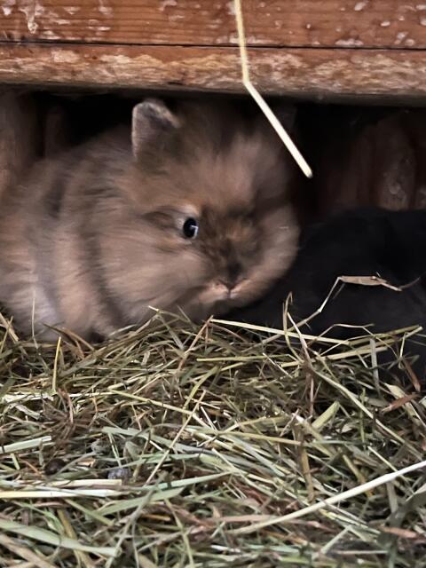 Mini Teddy Löwenkopfzwerghasen