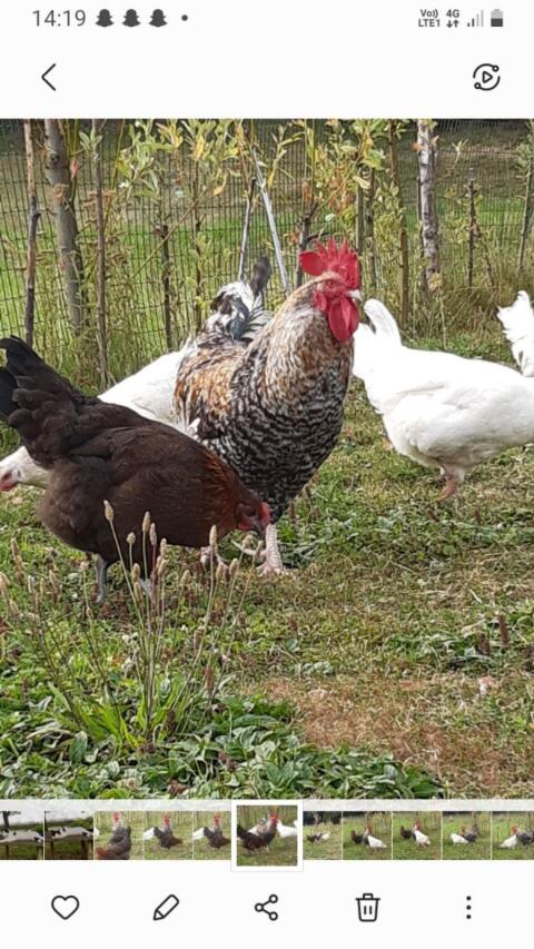 Alte Hähne/Suppenhähne