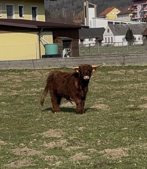 Mini Highland Stier