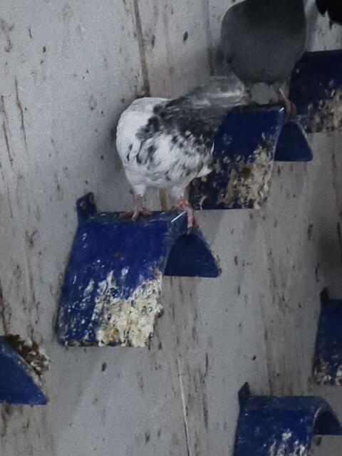 Hochflieger Pakistanische Taube