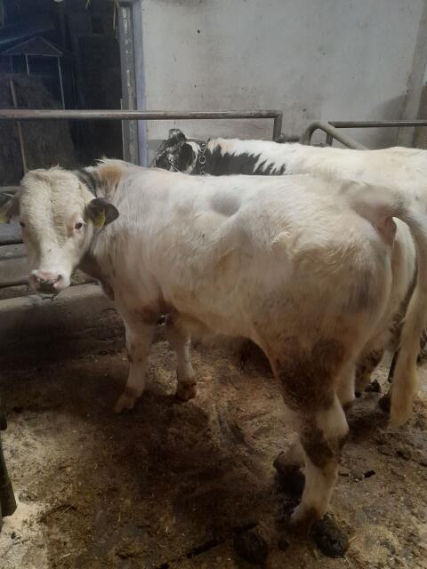 Kalb