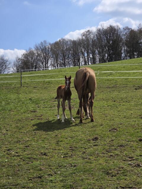 Reitponyhengstfohlen sucht ab Herbst seinen Herzensmensch