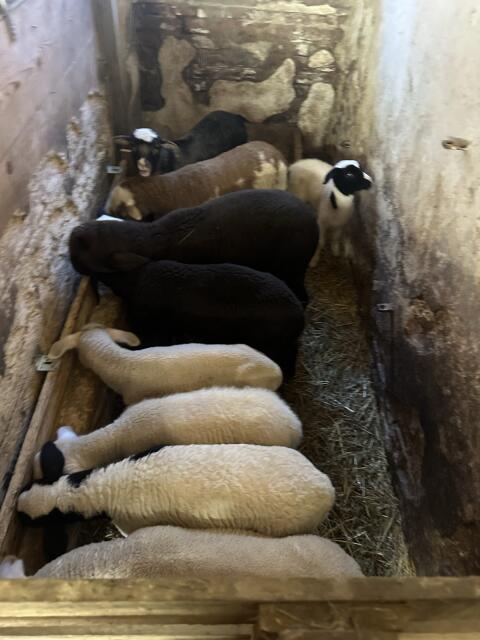 Schafherde zu verkaufen – Merino, Dorper, Shropshire & mehr