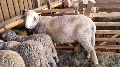 Merino Bock Deckbock reinrassig groß