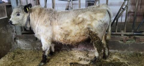 Galloway Stier