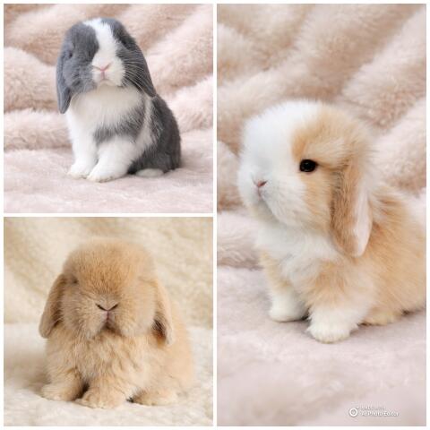 Minilops Zwergwidder