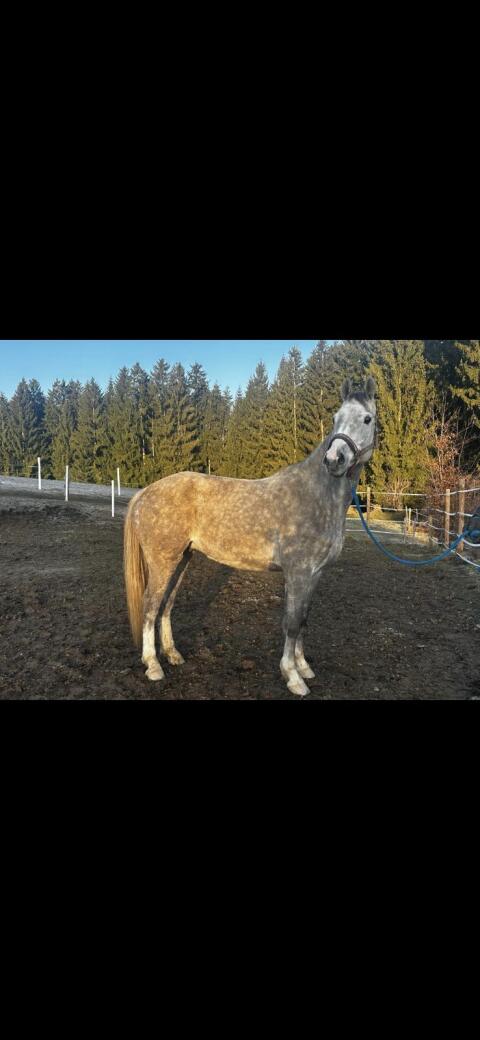 Warmblutwallach