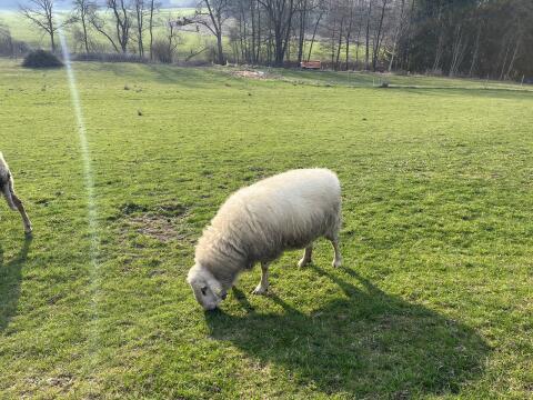 Zwei Kärntner Brillenschaf-Böcke aus eigener Zucht zu verkaufen