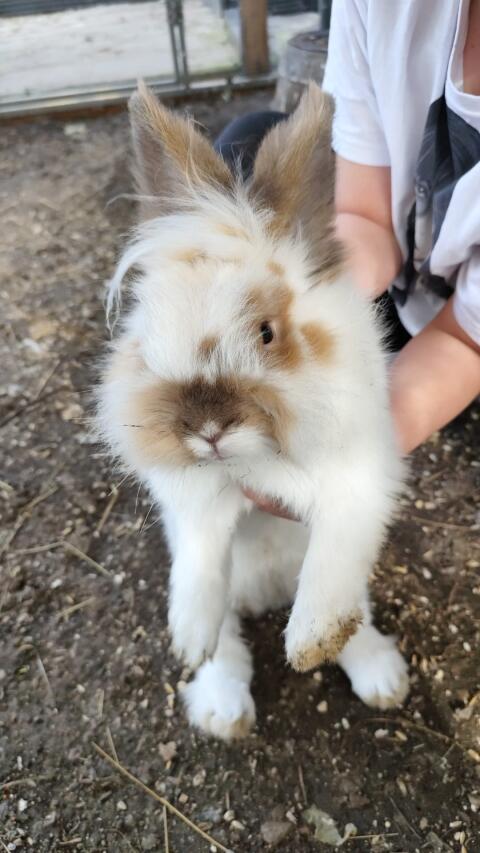 Hase männlich