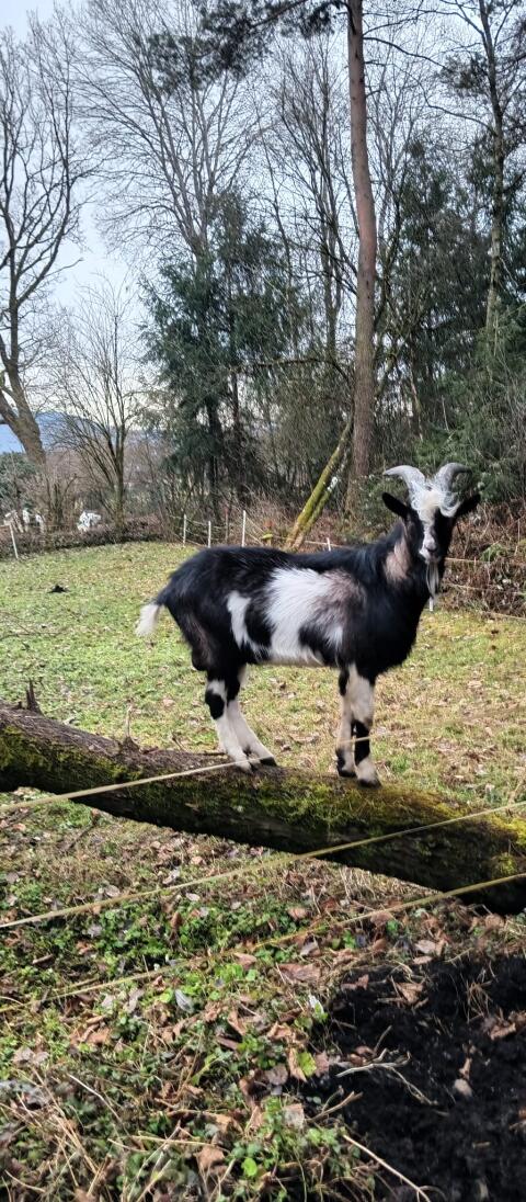 Suche Almplatz für Ziegenbock