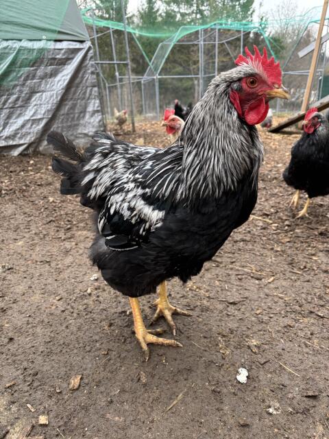 Barnevelder Hähne