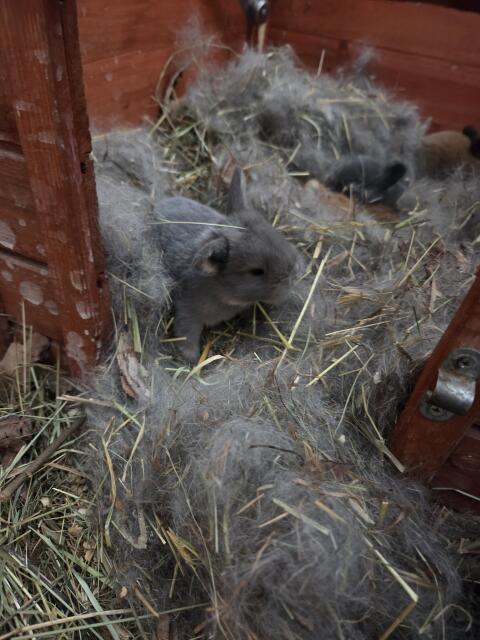 Kaninchenbabys